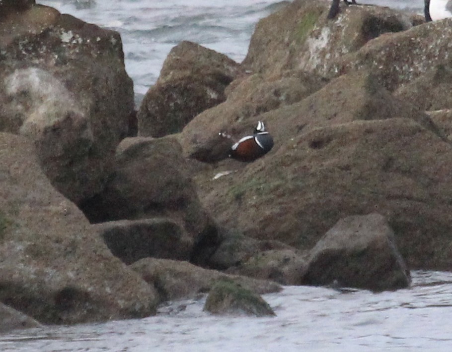 Harlequin Duck - ML46729041