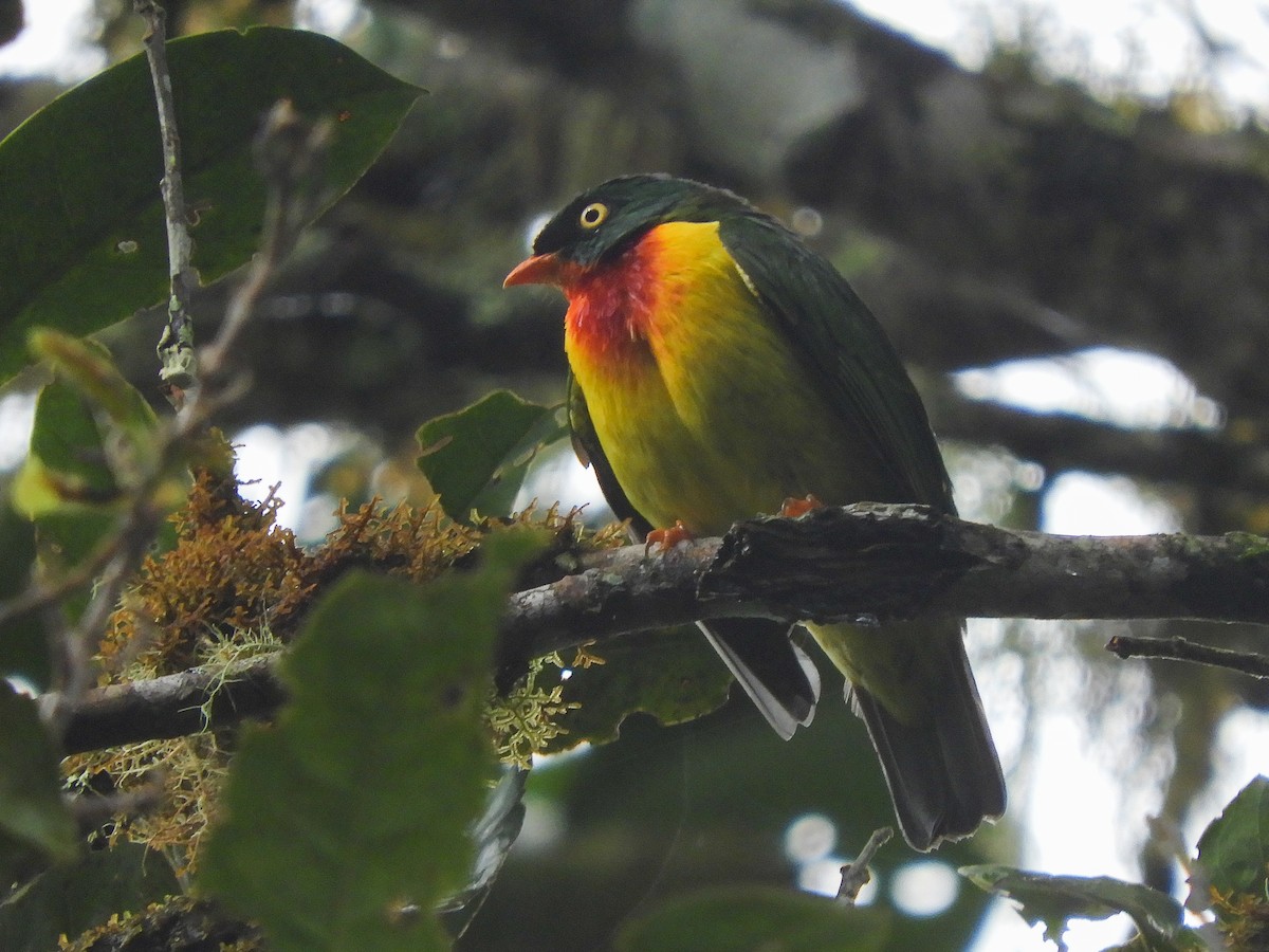Scarlet-breasted Fruiteater - ML467290601