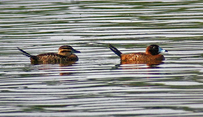 Masked Duck - ML467293071