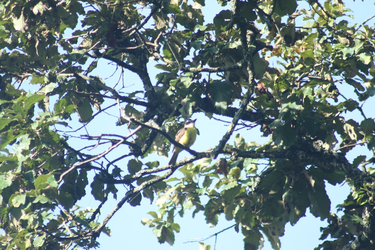 Great Kiskadee - ML467294481