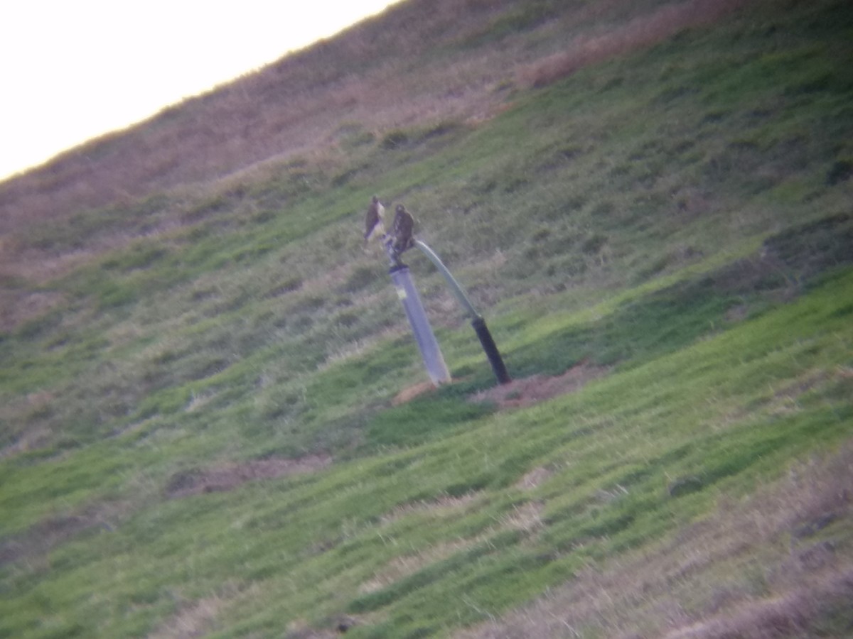Red-tailed Hawk - ML46729681