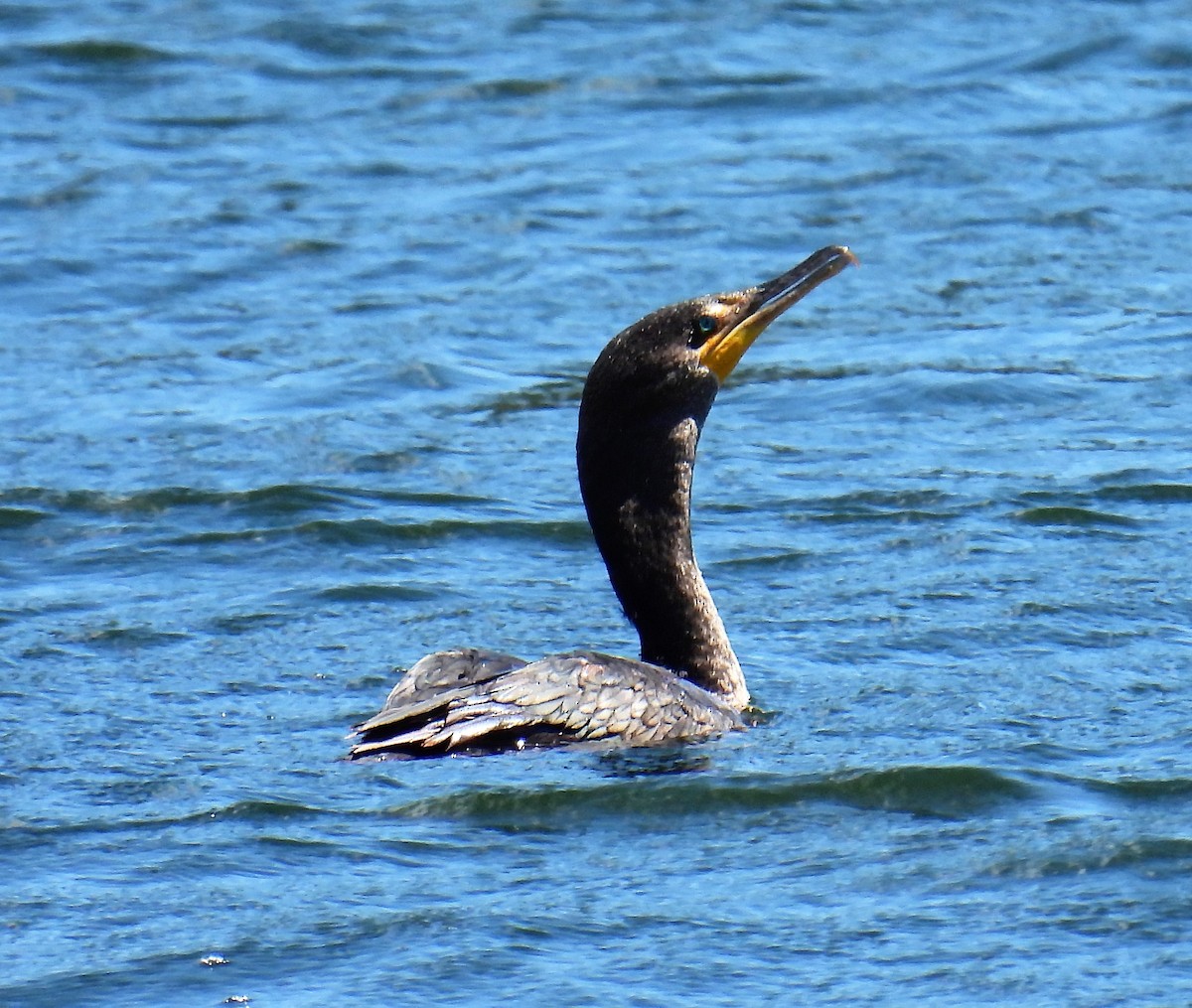 Cormoran à aigrettes - ML467297591