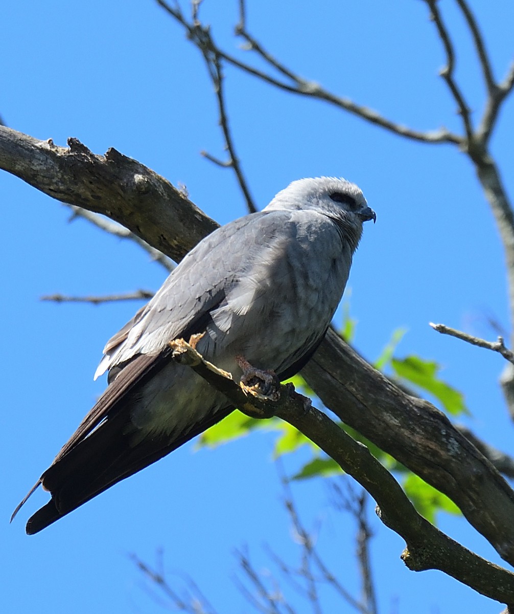 Mississippi Kite - ML467298581