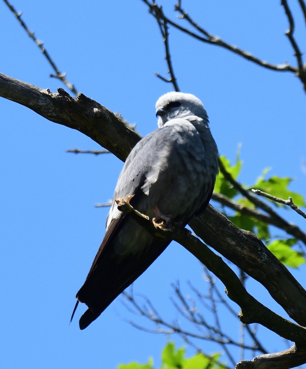 Mississippi Kite - Cesar Castillo