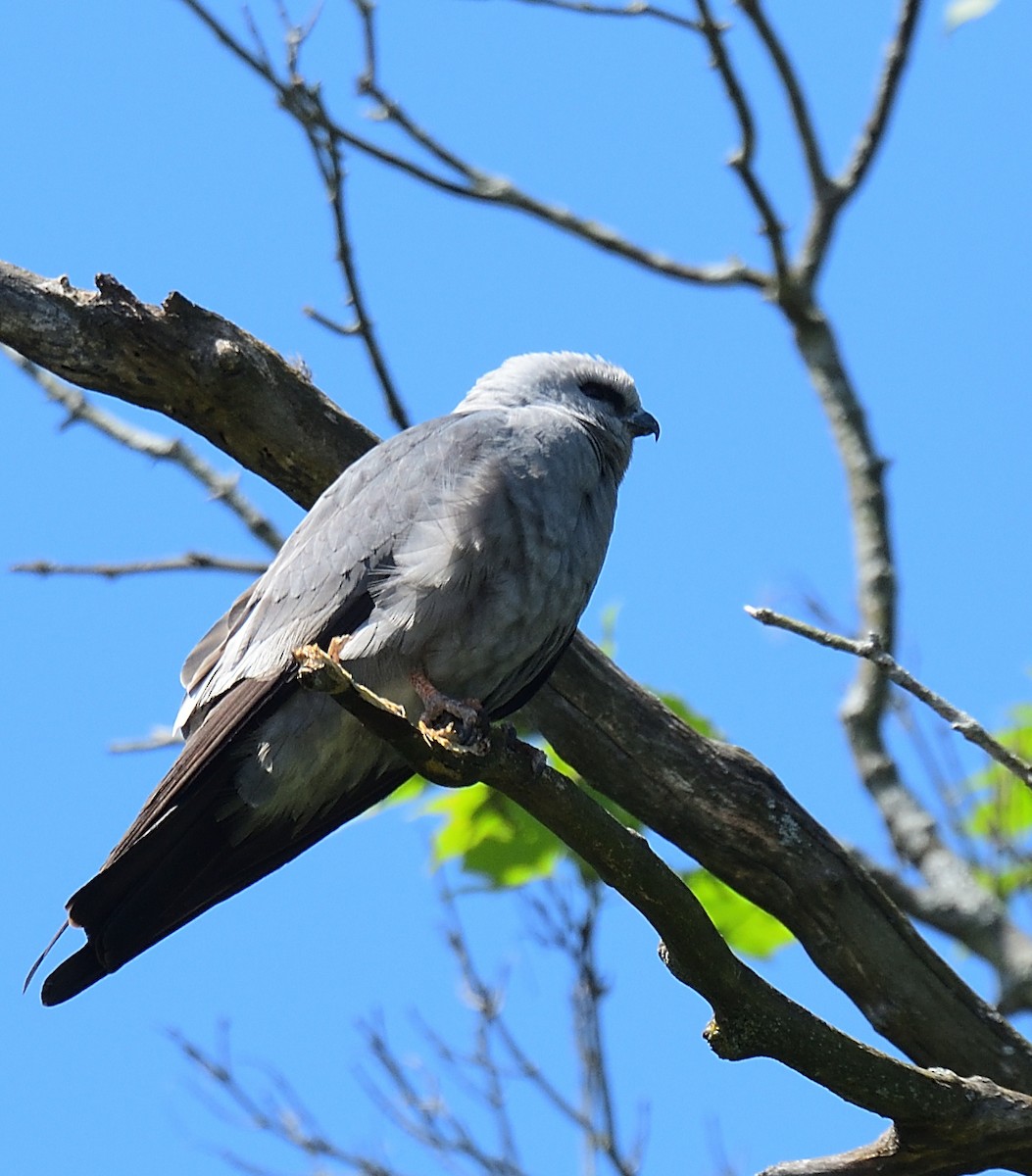 Mississippi Kite - ML467298601