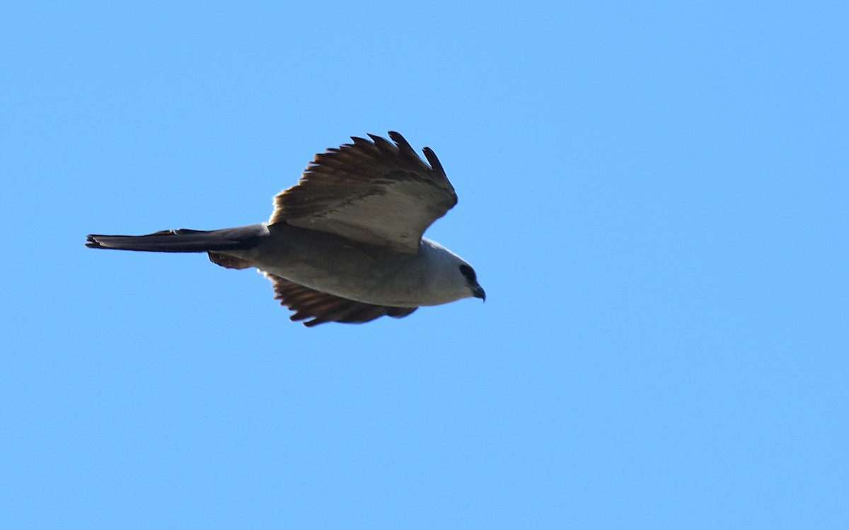 Mississippi Kite - ML467298631