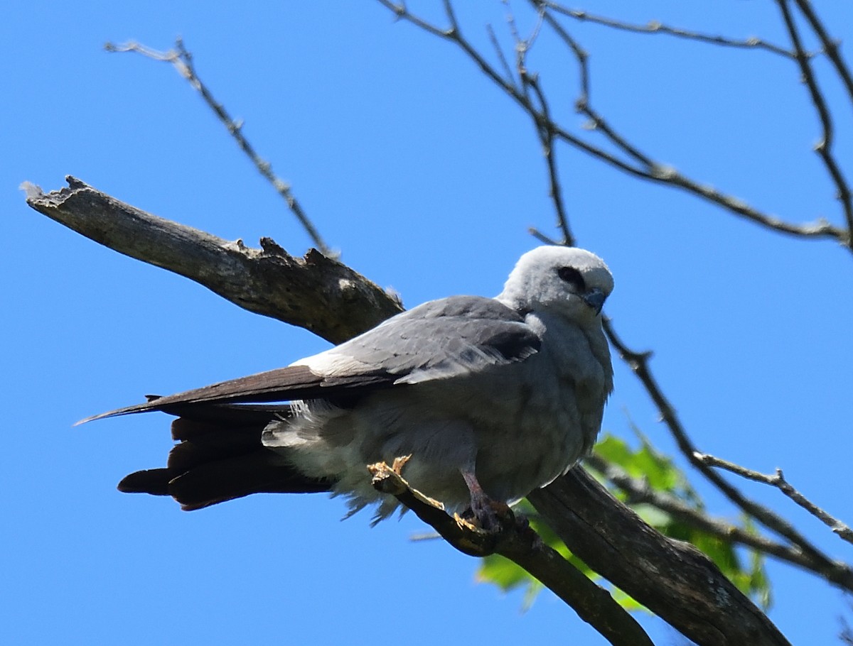 Mississippi Kite - ML467298651