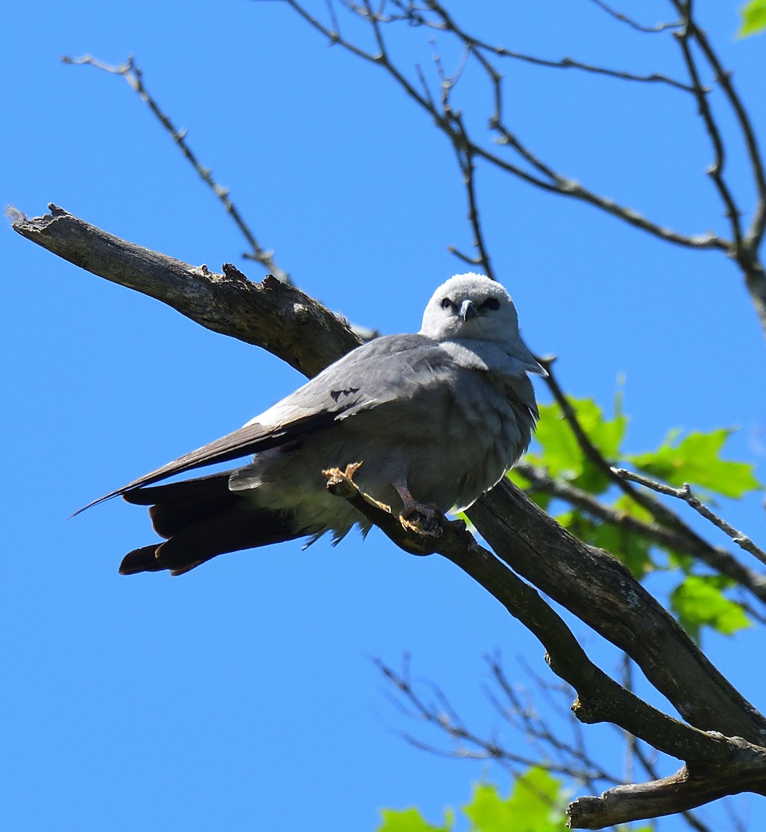 Mississippi Kite - Cesar Castillo