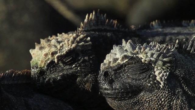 Marine Iguana - ML467299