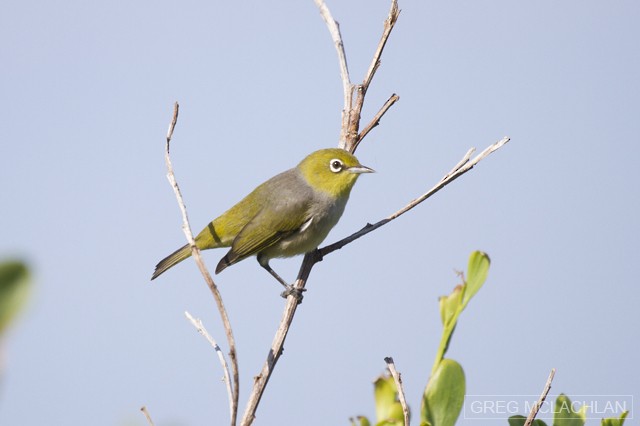 Silvereye - ML46729911