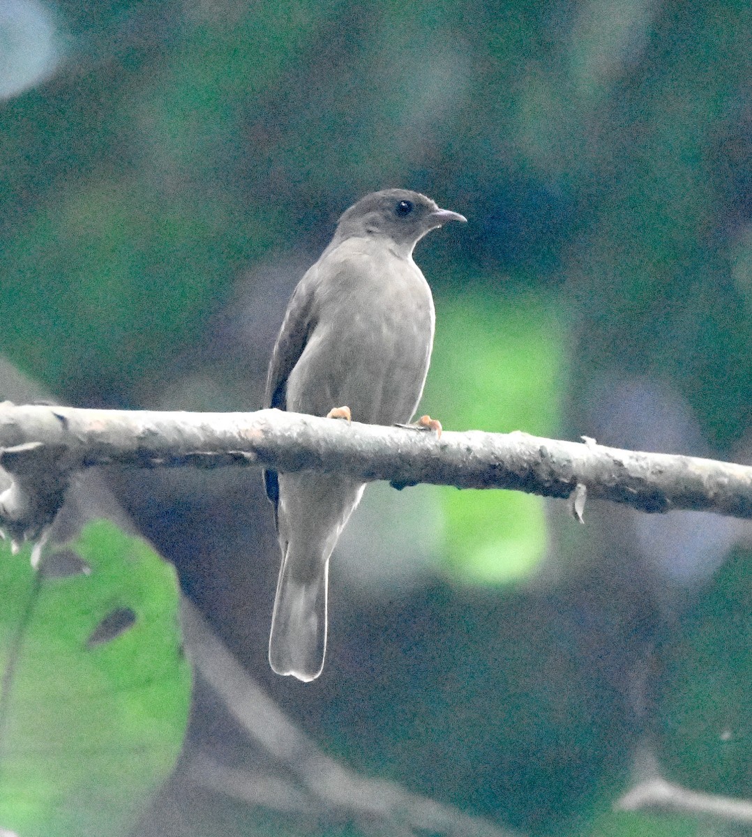 Zenker's Honeyguide - Gabriel Jamie