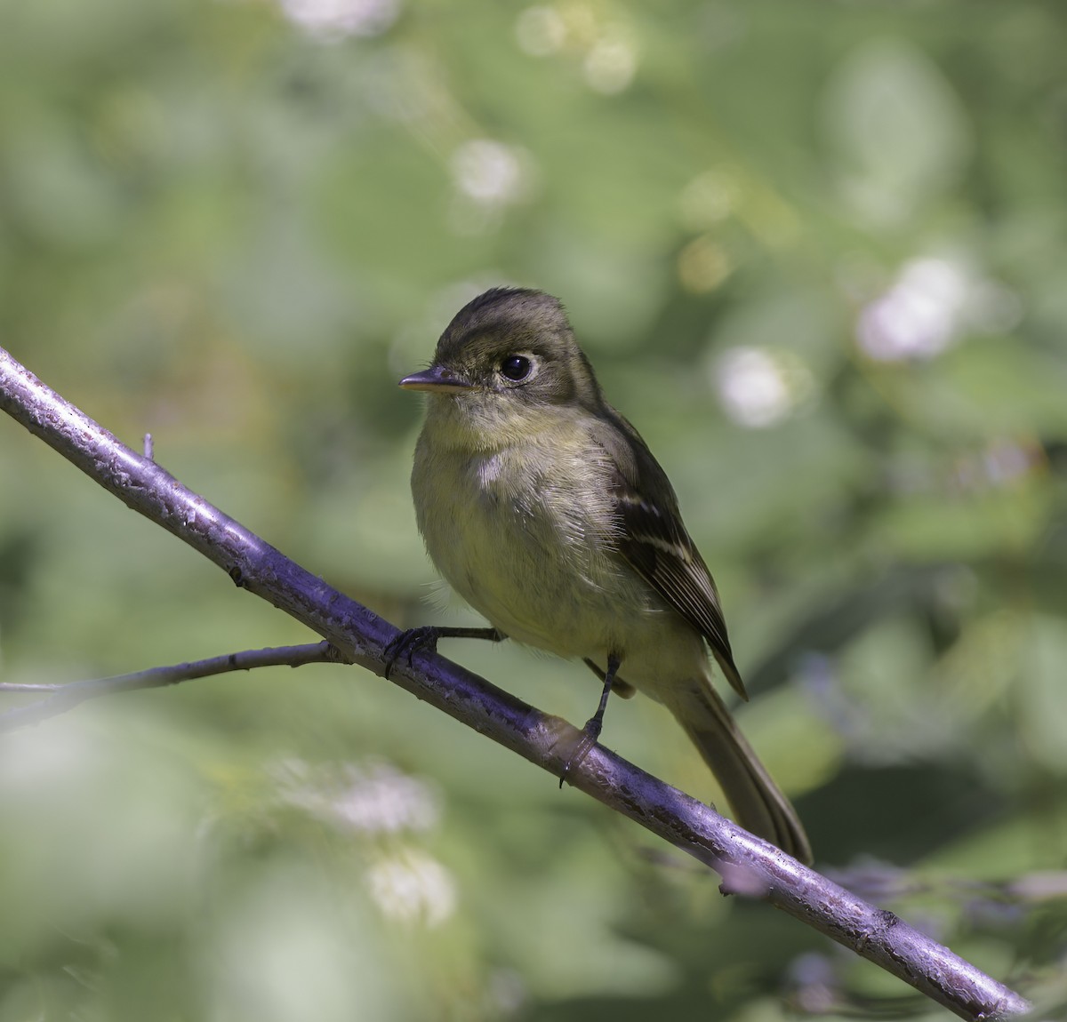 Western Flycatcher (Cordilleran) - ML467301521