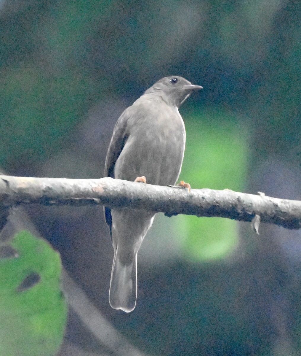 Zenker's Honeyguide - ML467301551