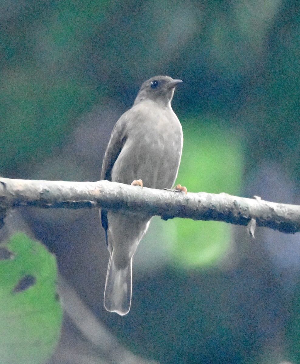 Zenker's Honeyguide - Gabriel Jamie