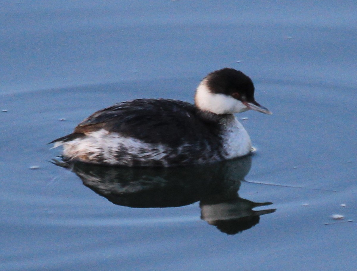 Horned Grebe - ML46730181