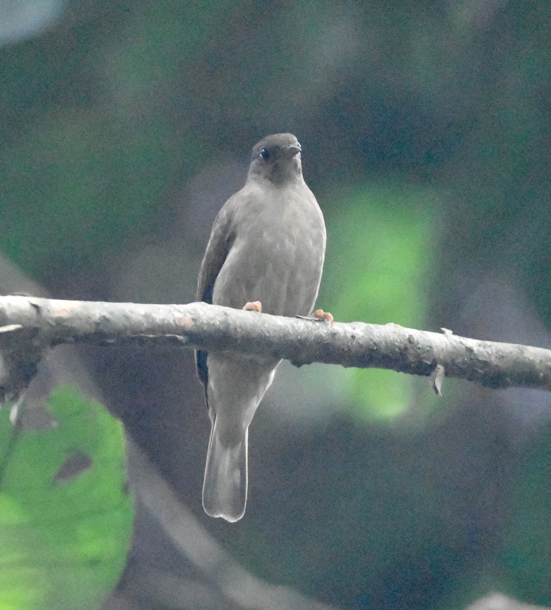 Zenker's Honeyguide - ML467301961