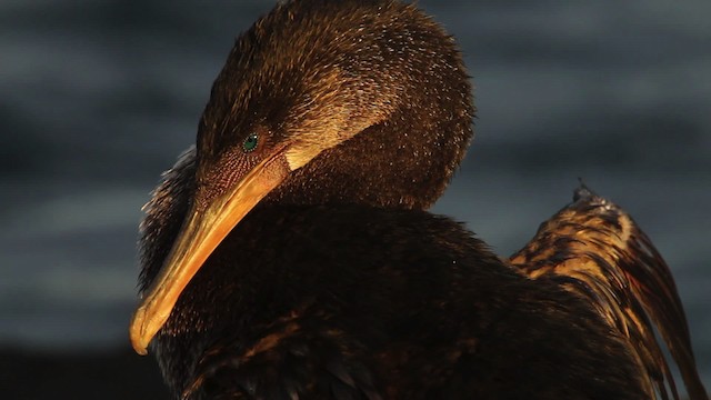 Flightless Cormorant - ML467302