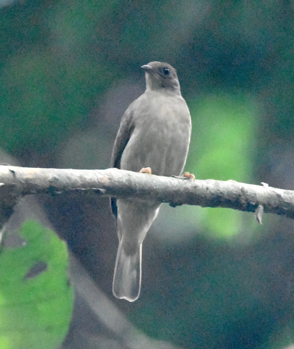 Zenker's Honeyguide - ML467302051