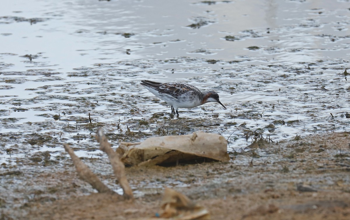 Red-necked Phalarope - ML467302101