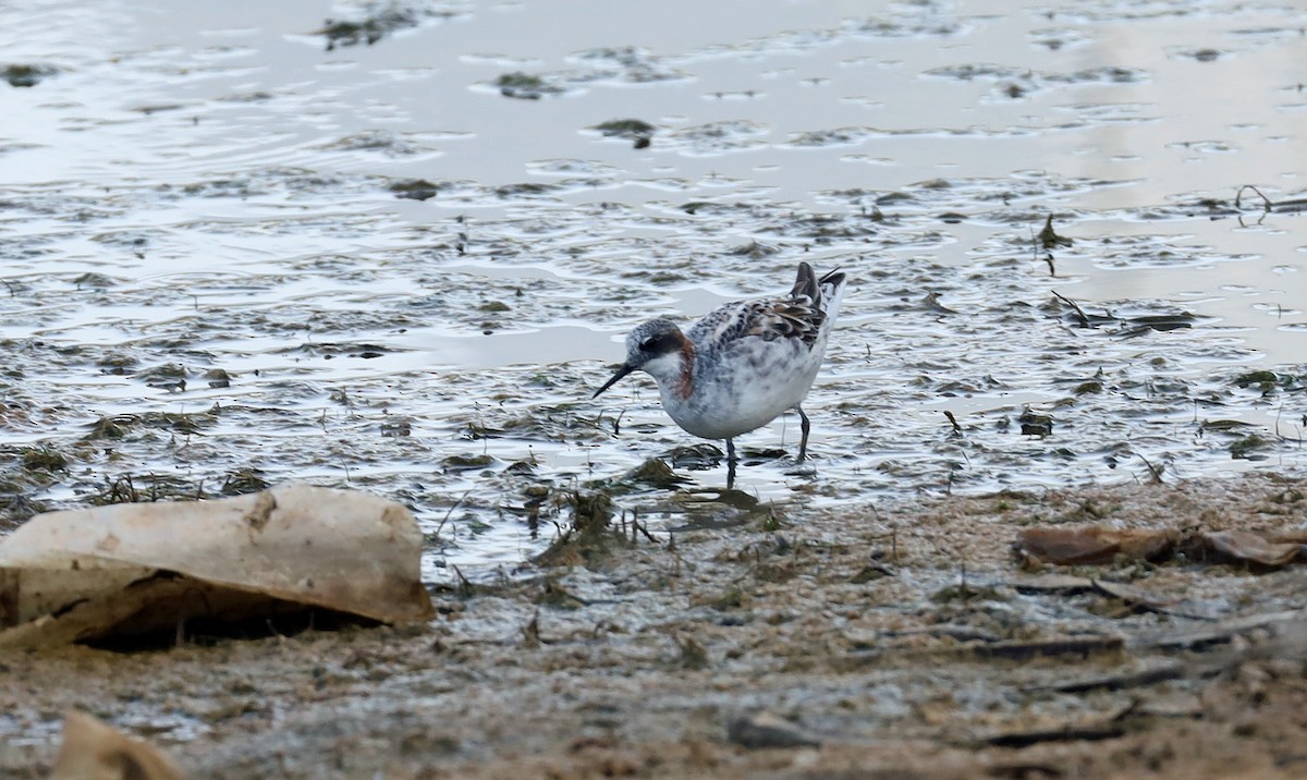 Red-necked Phalarope - Richard Baxter