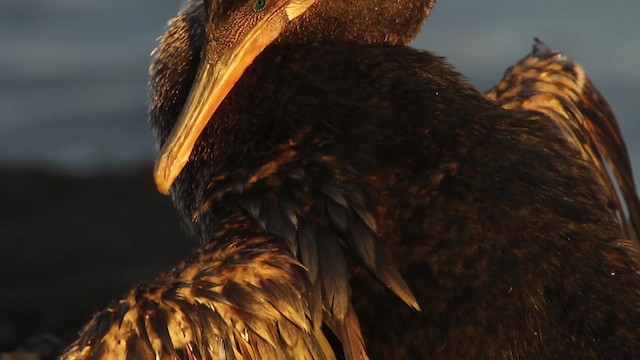 Flightless Cormorant - ML467304