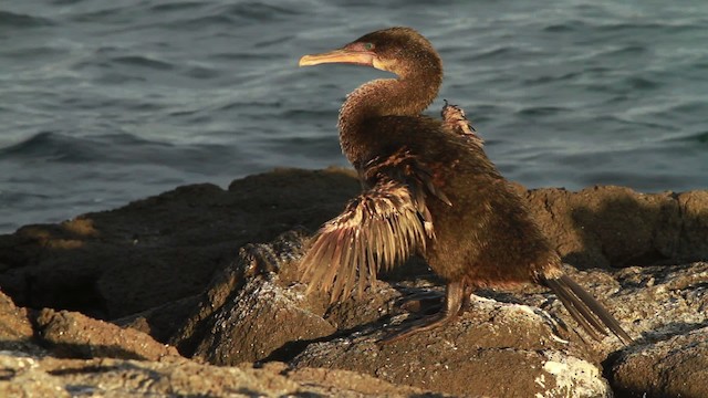 Galapagos Karabatağı - ML467305