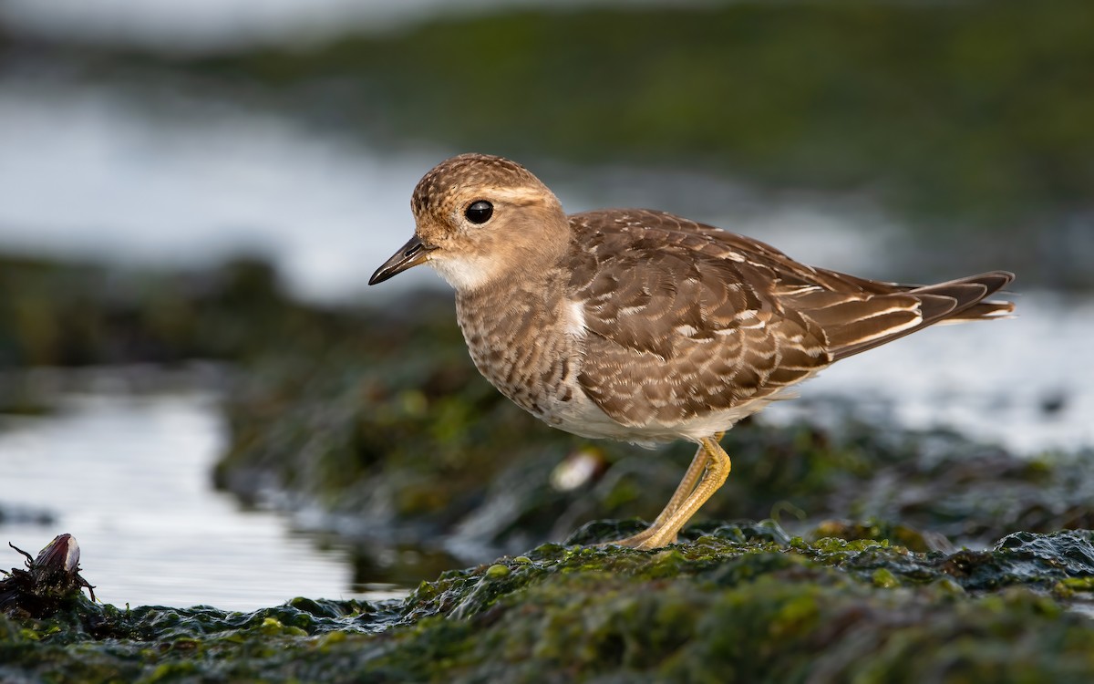 Rufous-chested Dotterel - Mason Maron