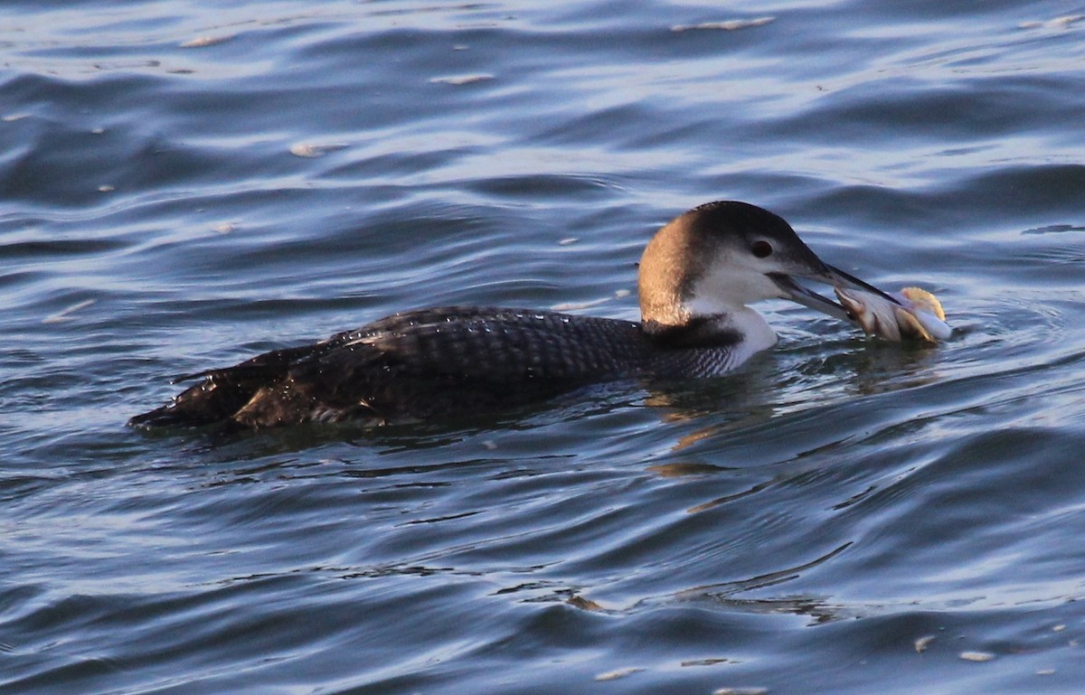 Common Loon - ML46730691