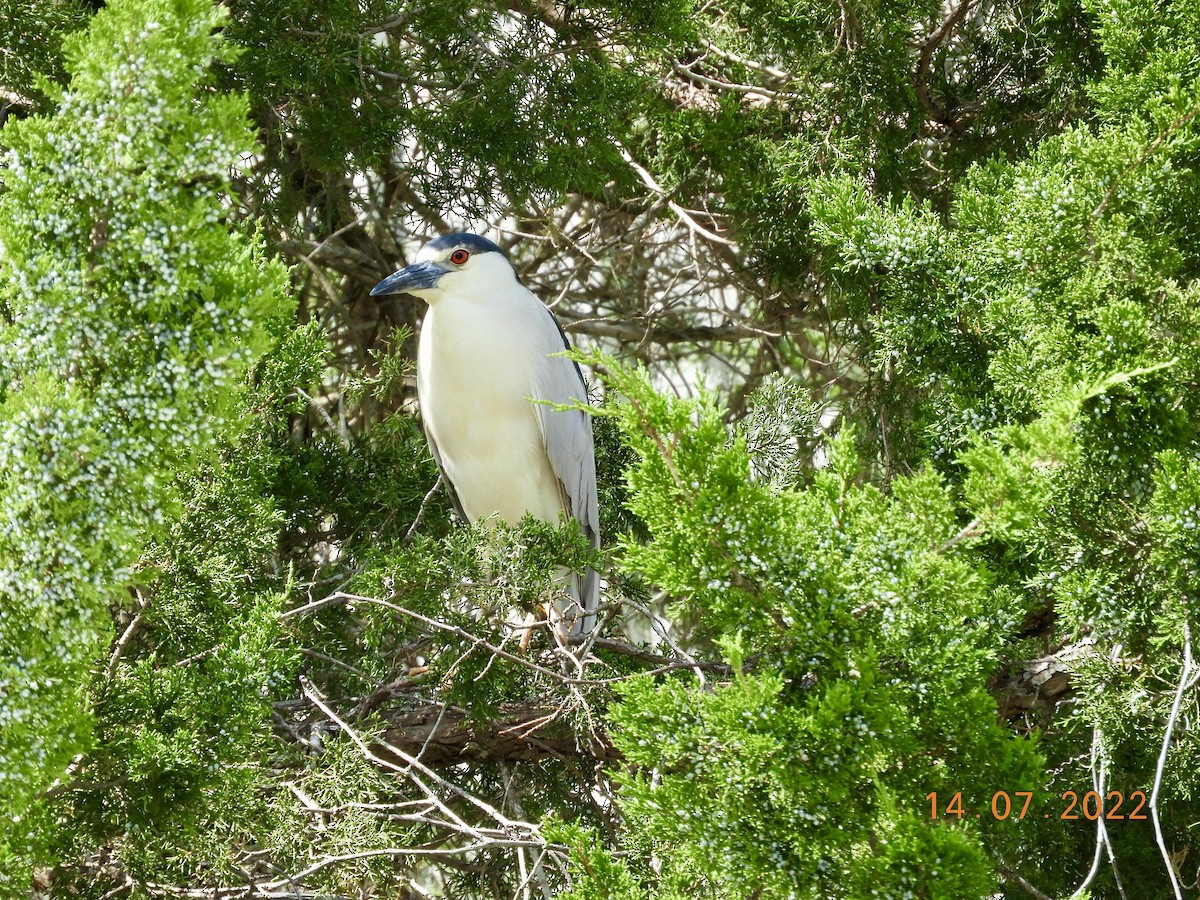 Black-crowned Night Heron - ML467307031