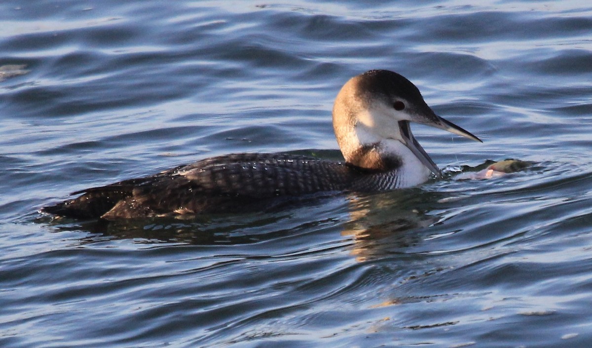 Common Loon - ML46730711