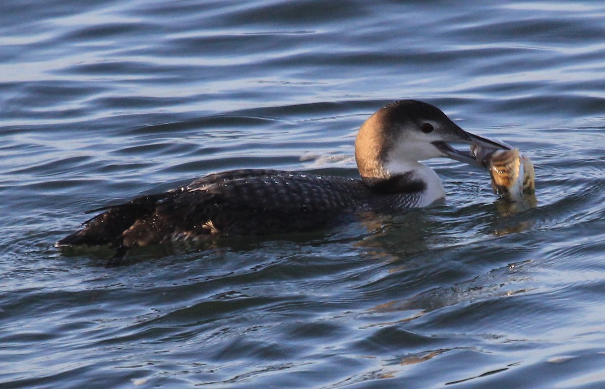 Common Loon - ML46730721