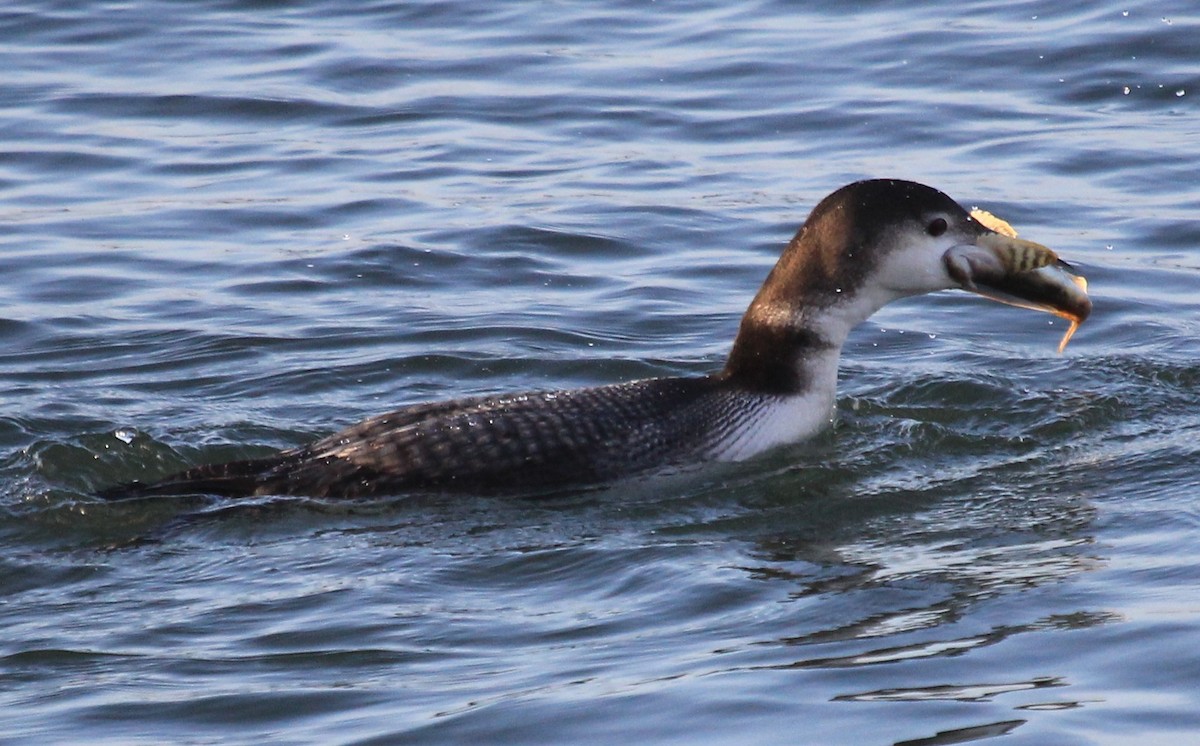 Common Loon - ML46730741