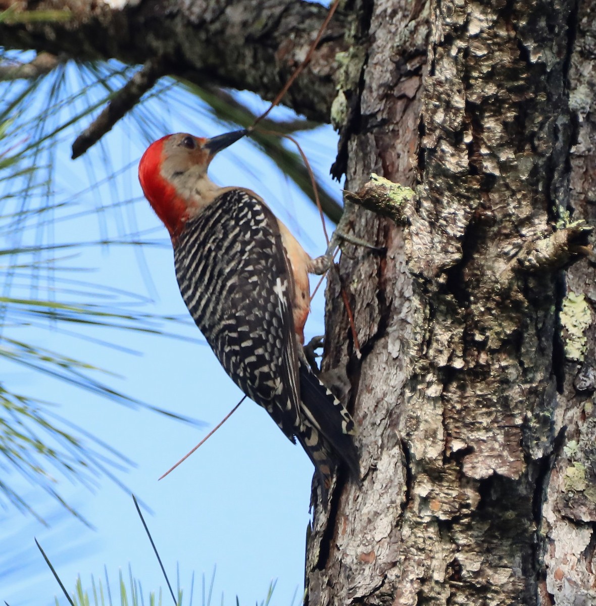 Red-bellied Woodpecker - ML467307471