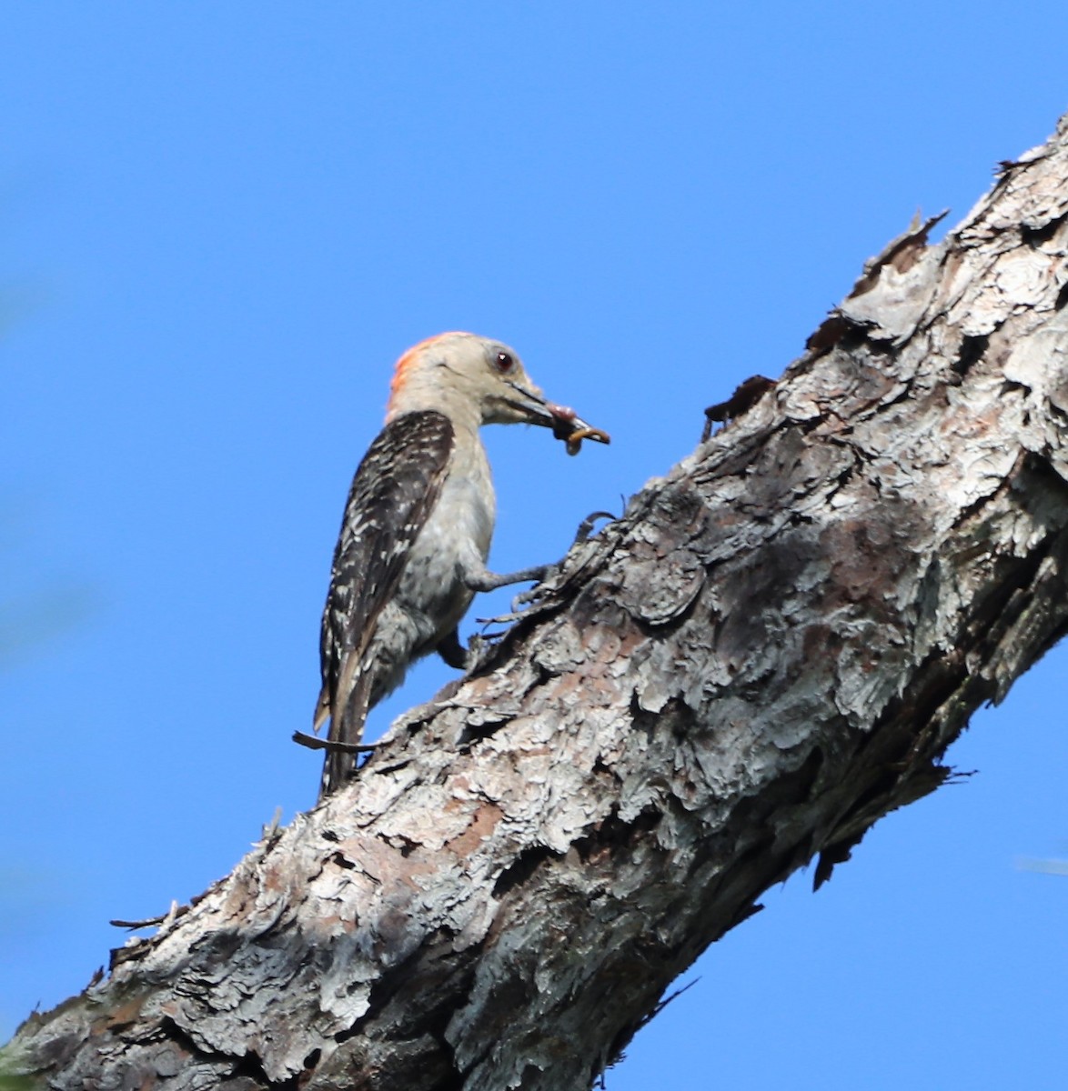 Red-bellied Woodpecker - ML467307491