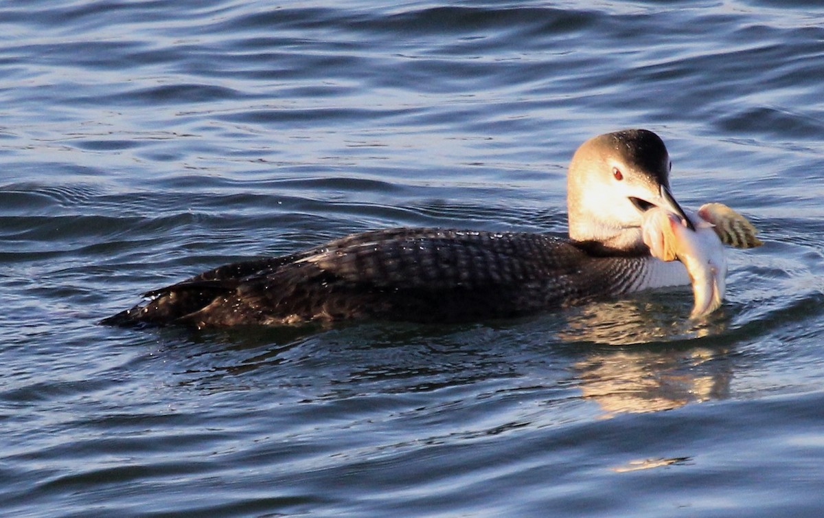 Common Loon - ML46730751