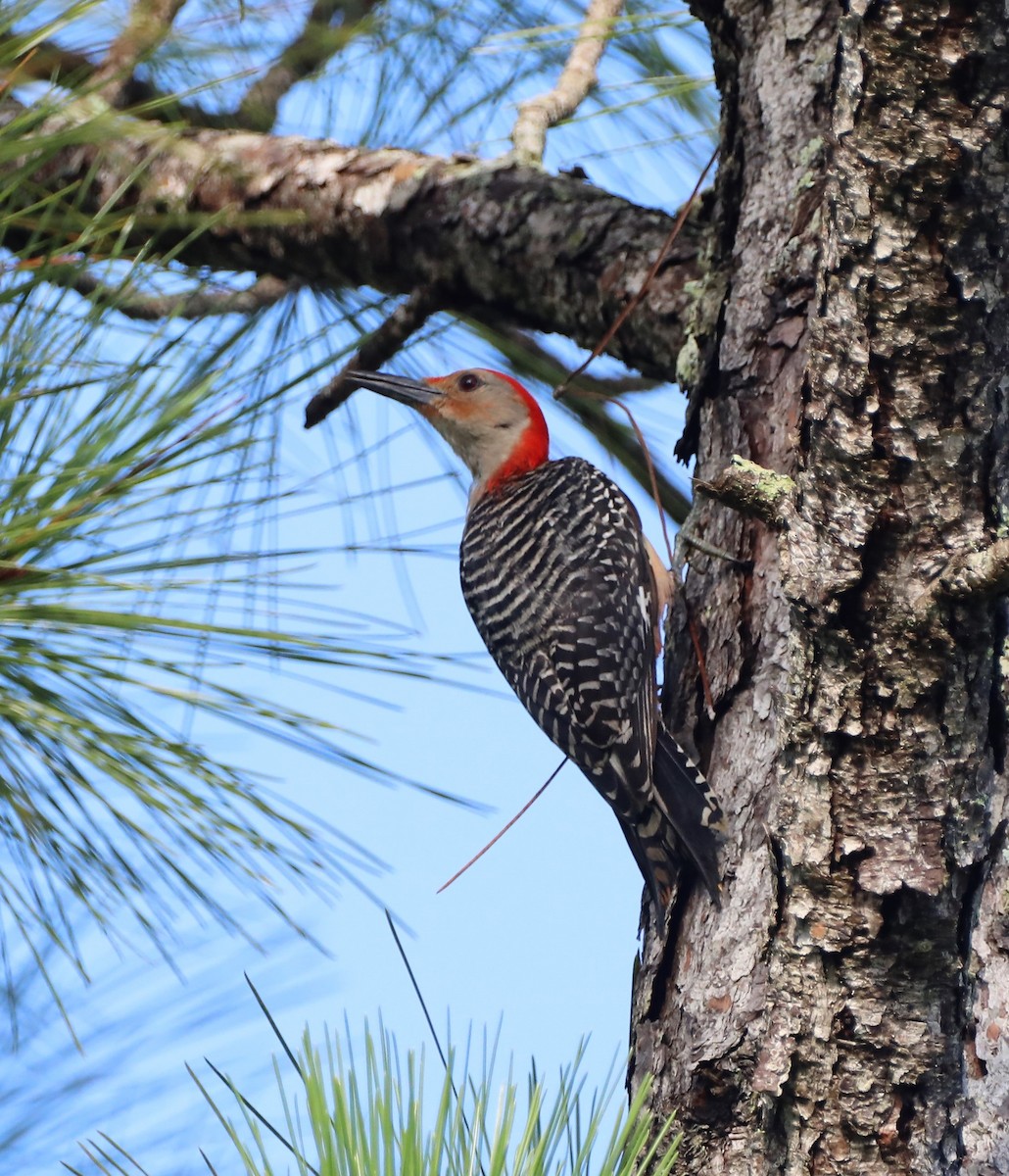 Red-bellied Woodpecker - ML467307531