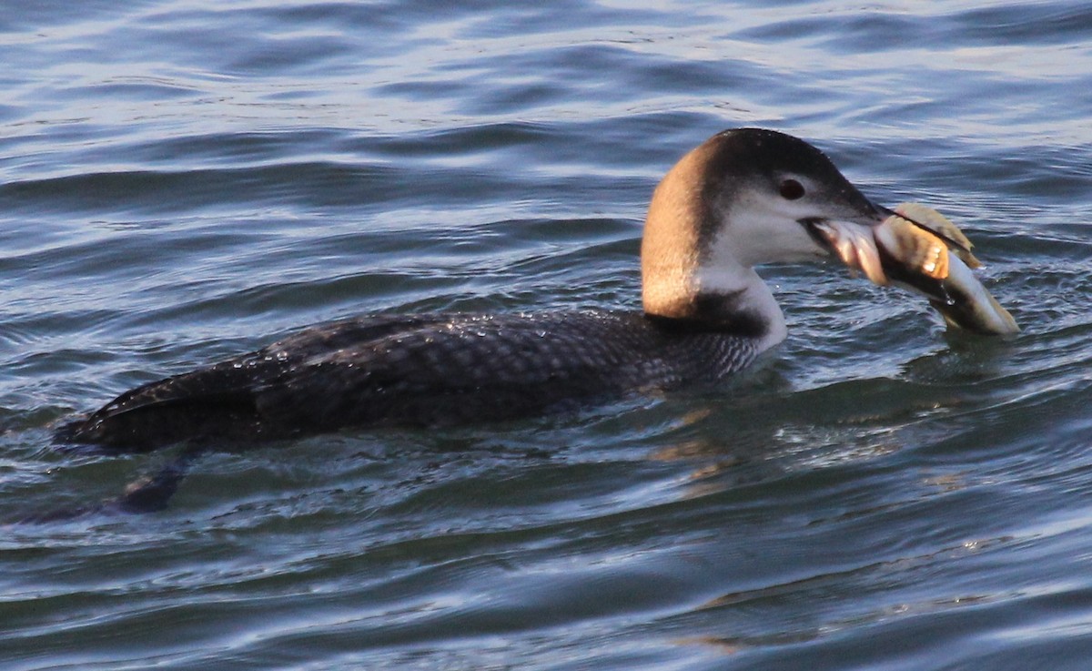 Common Loon - ML46730761