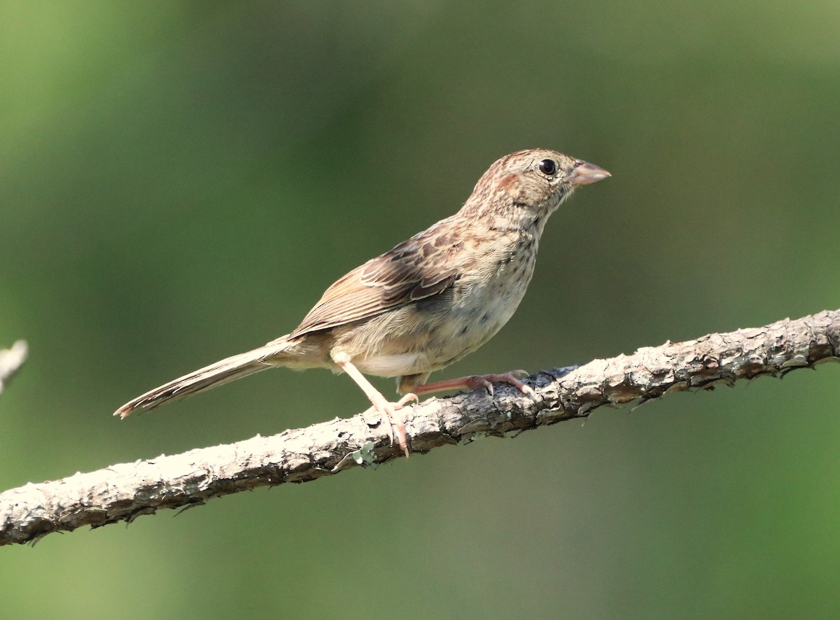 Bachman's Sparrow - ML467307651