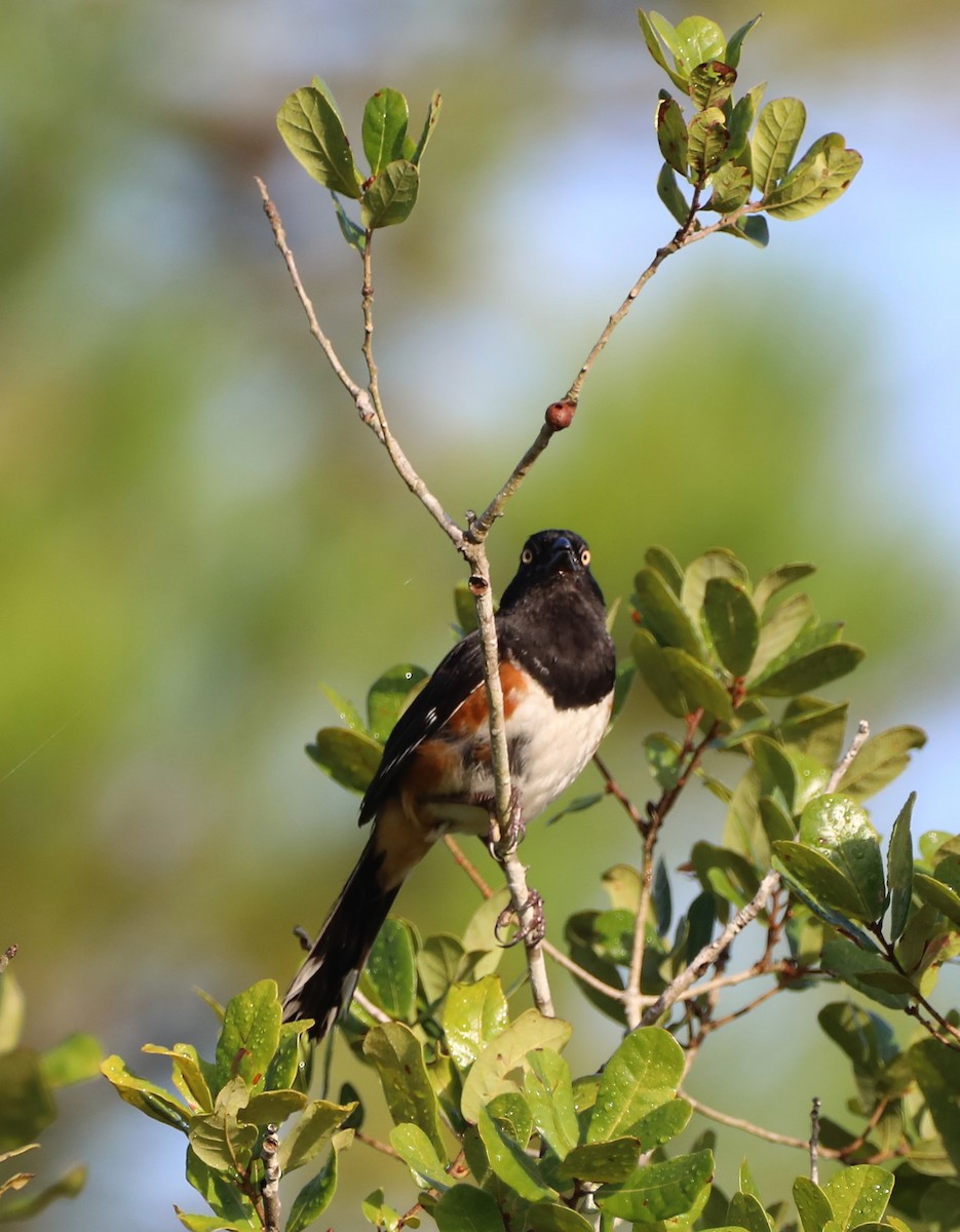 Eastern Towhee - ML467307671