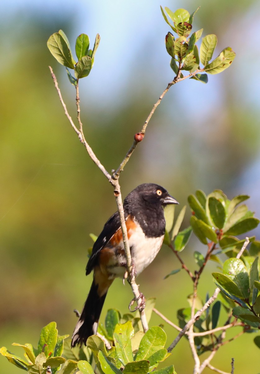 Eastern Towhee - ML467307691