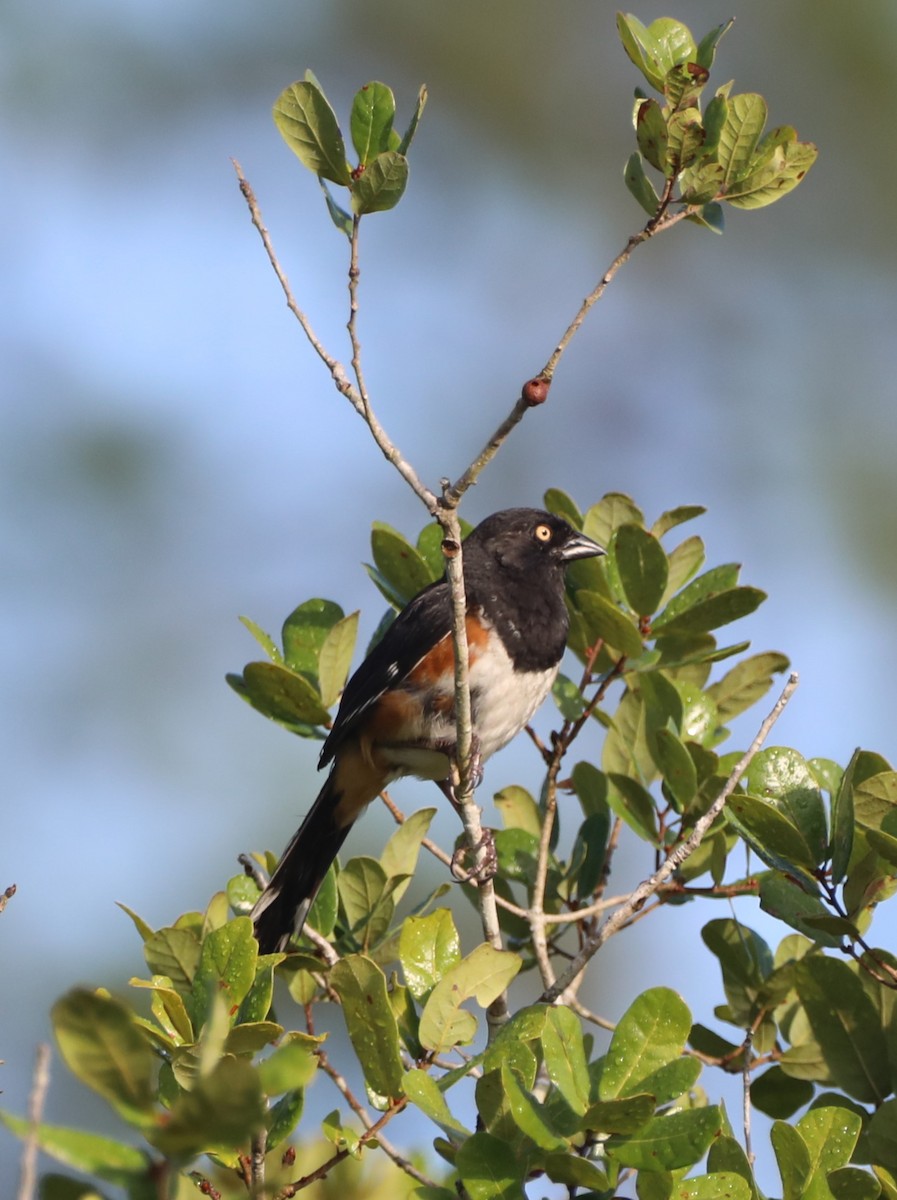 Eastern Towhee - ML467307701