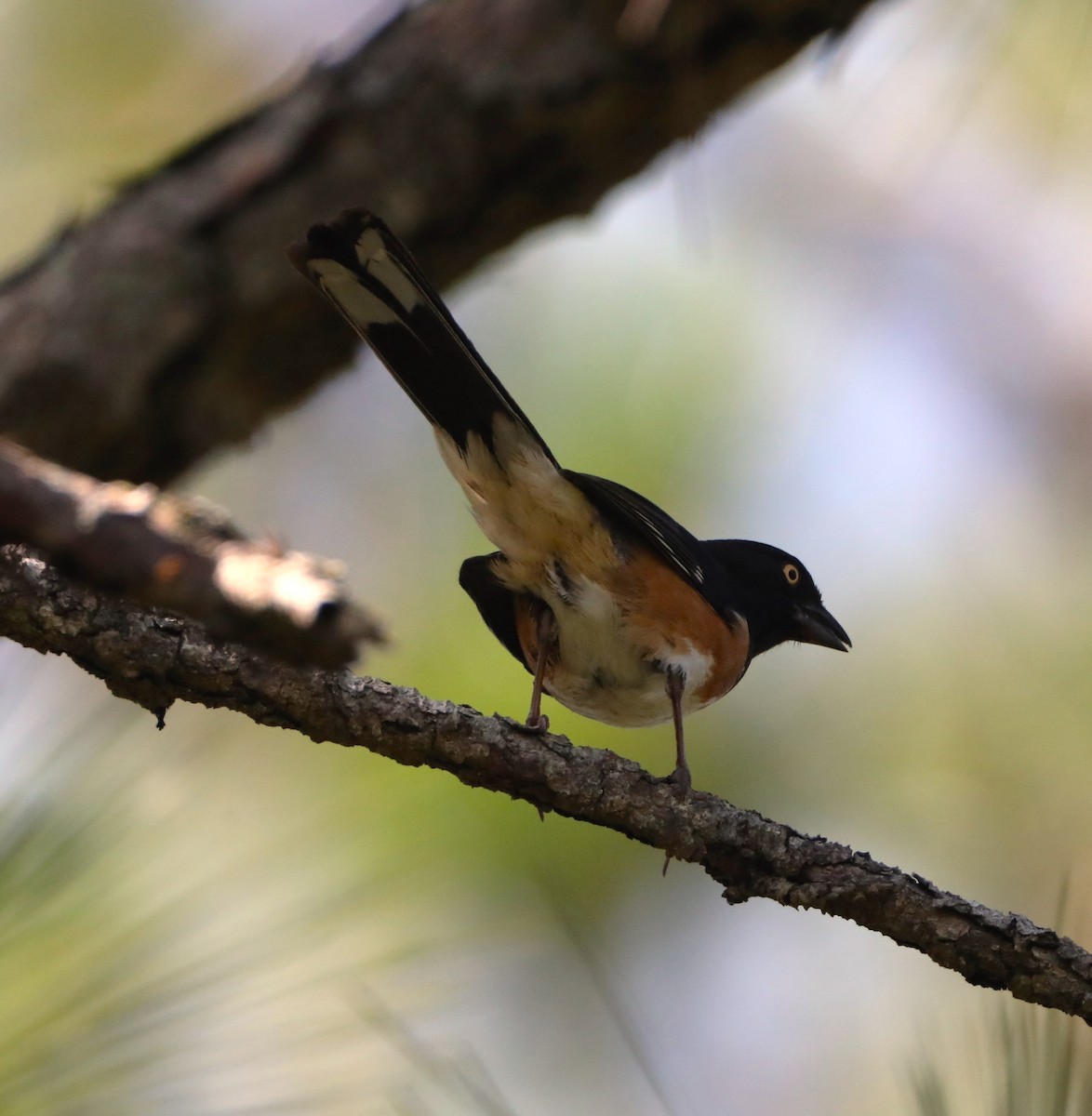 Eastern Towhee - ML467307711