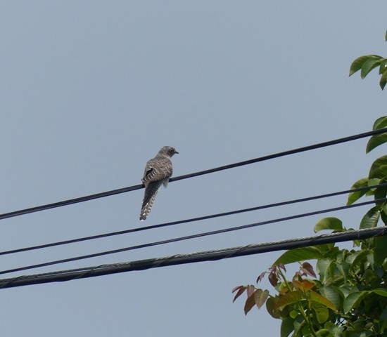 Common Cuckoo - ML467307721