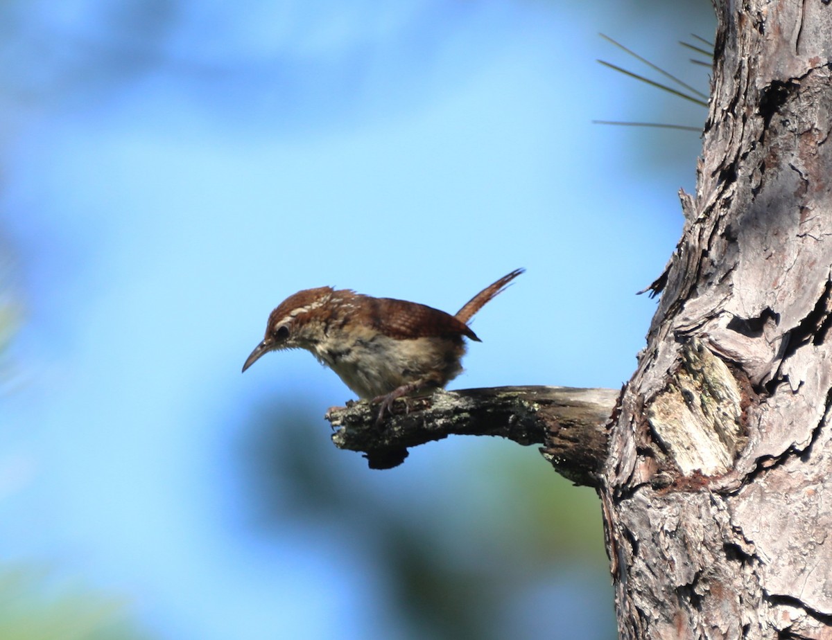 Carolina Wren - Glenn Blaser