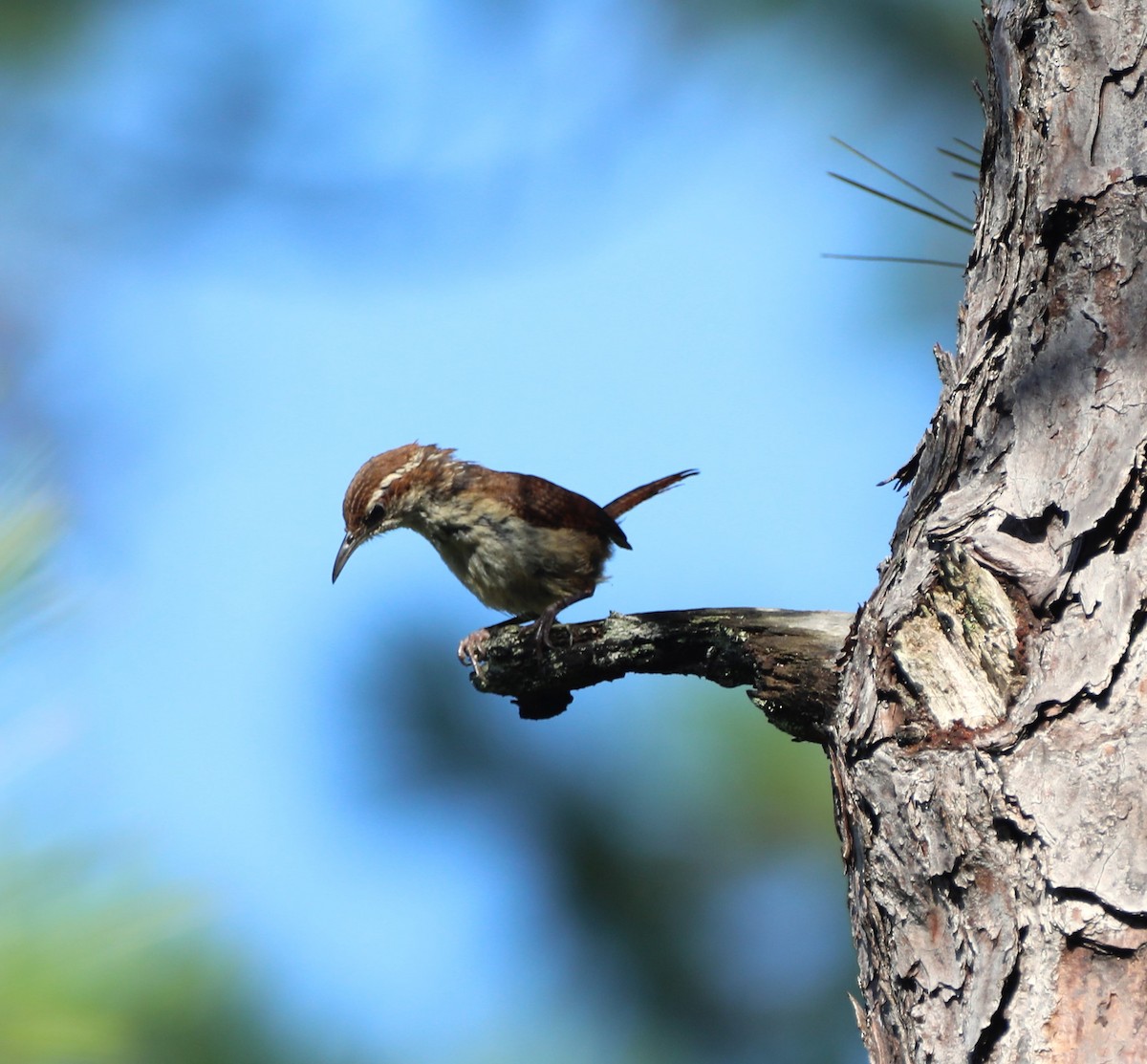 Carolina Wren - Glenn Blaser