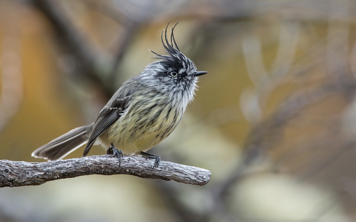 Taurillon mésange - ML467308791