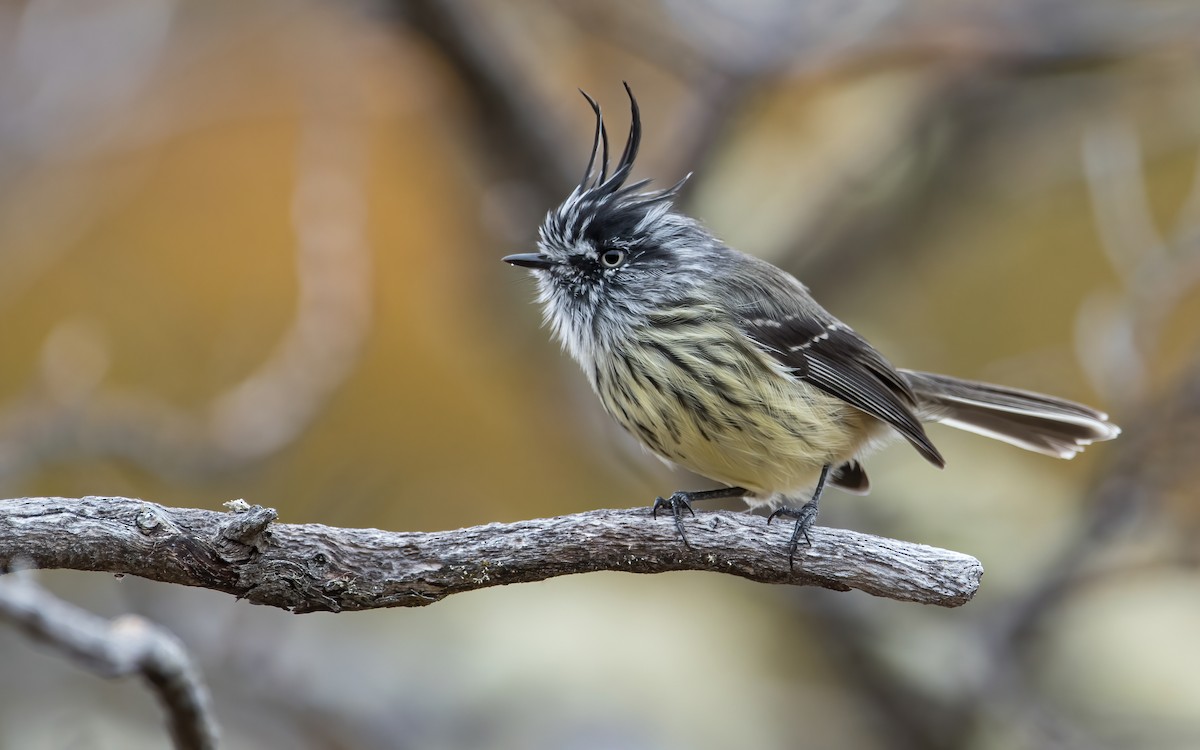 Taurillon mésange - ML467308801