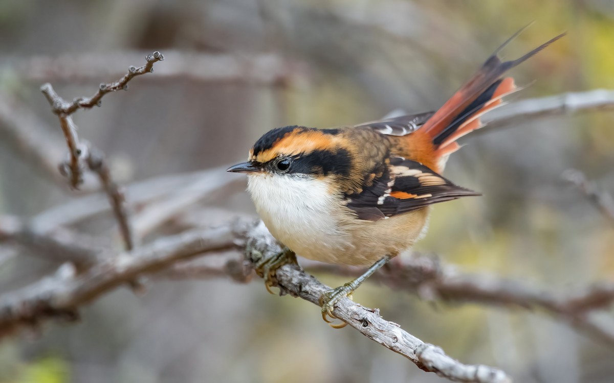 Thorn-tailed Rayadito - ML467308811