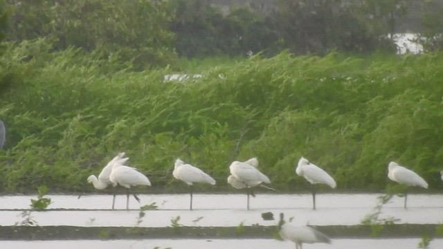 Eurasian Spoonbill - ML467308991