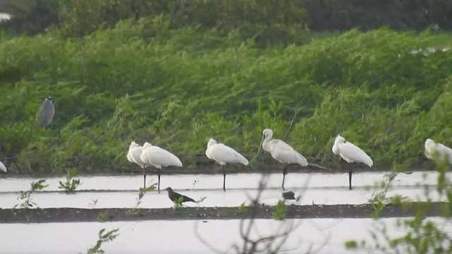 Халбаган хошуут - ML467309021